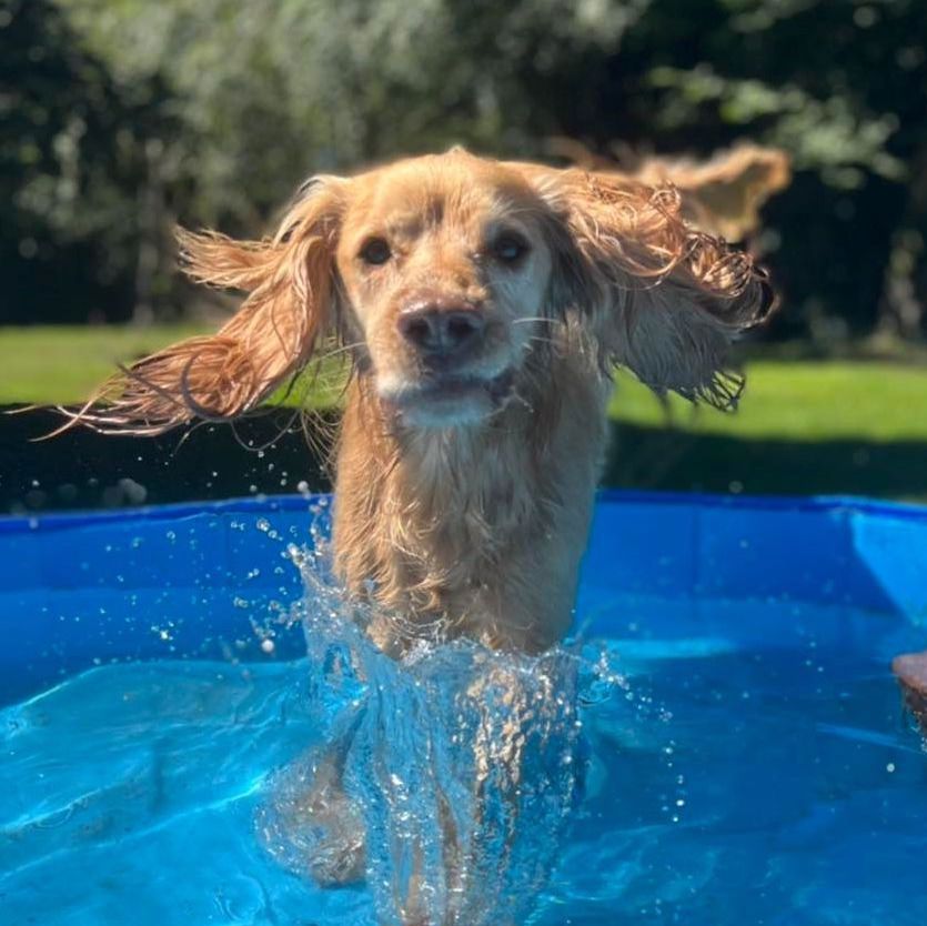 Picture of dog in pool