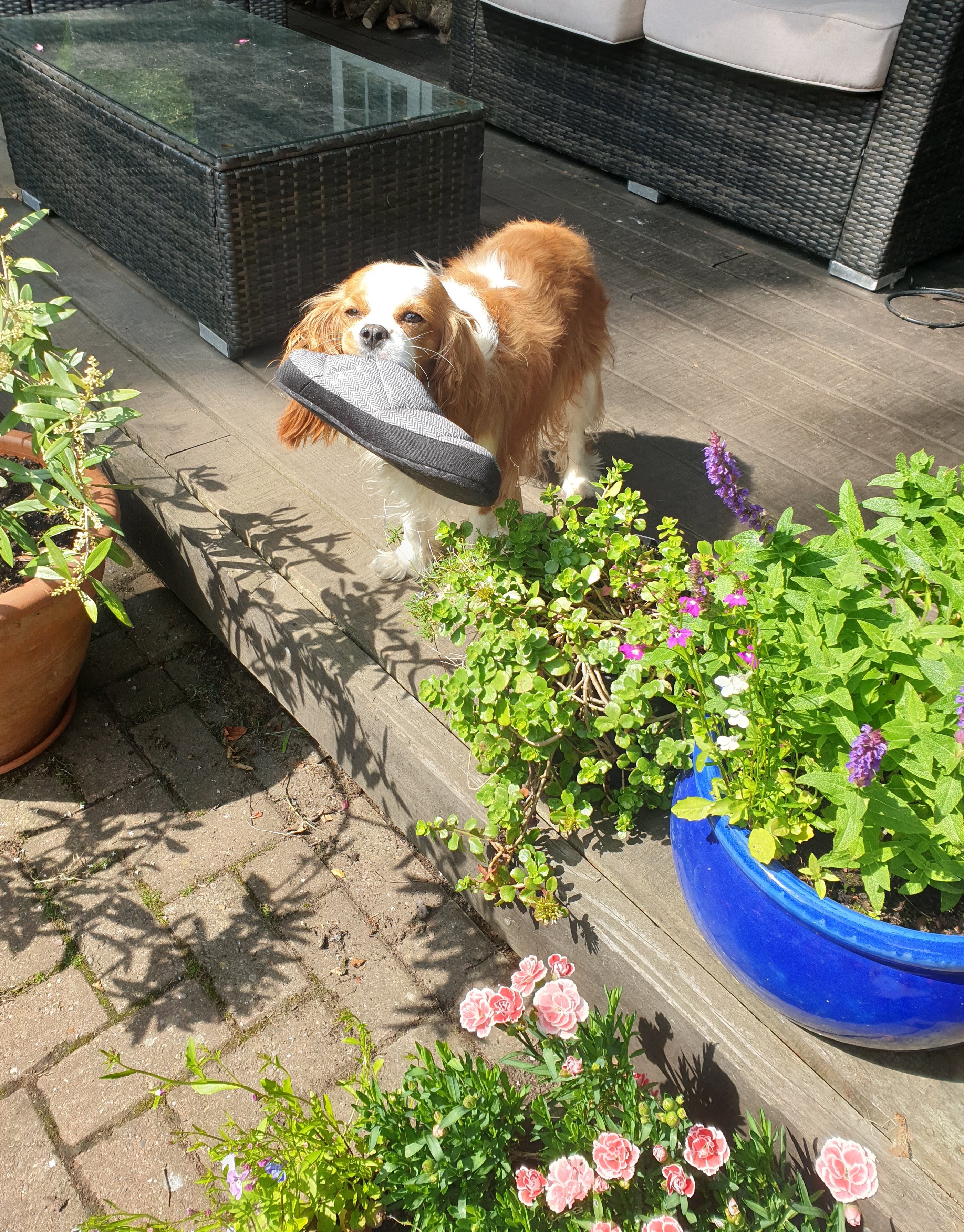 Dog with slipper