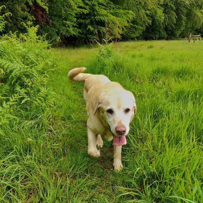 Picture of dog in the woods